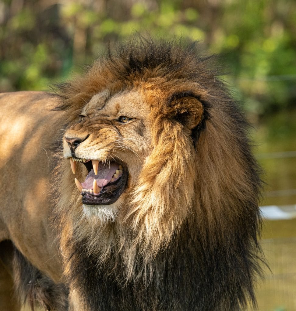 lion is part of big 5 seen on Serengeti Safari